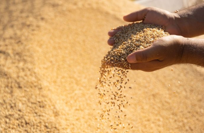 وەزارەتی بازرگانیی عێراق: 26 ملیار دینار پارەی گەنمی جوتیارانی بۆ هەرێم ناردووە￼