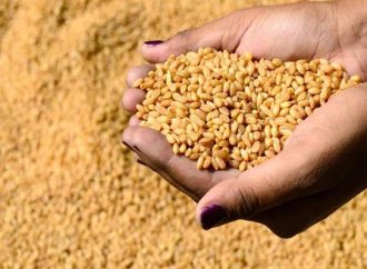 سبەینێ وەرگرتنی گەنمی جووتیاران دەستپێدەکاتەوە